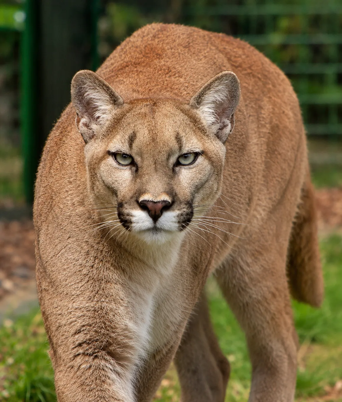 elegant-animal
