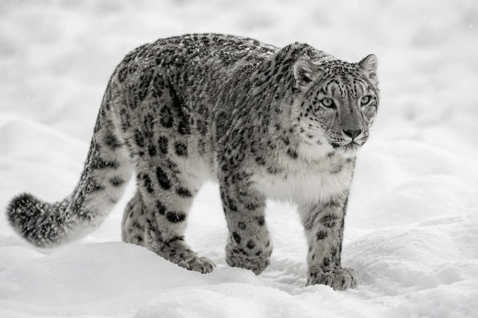 leopard