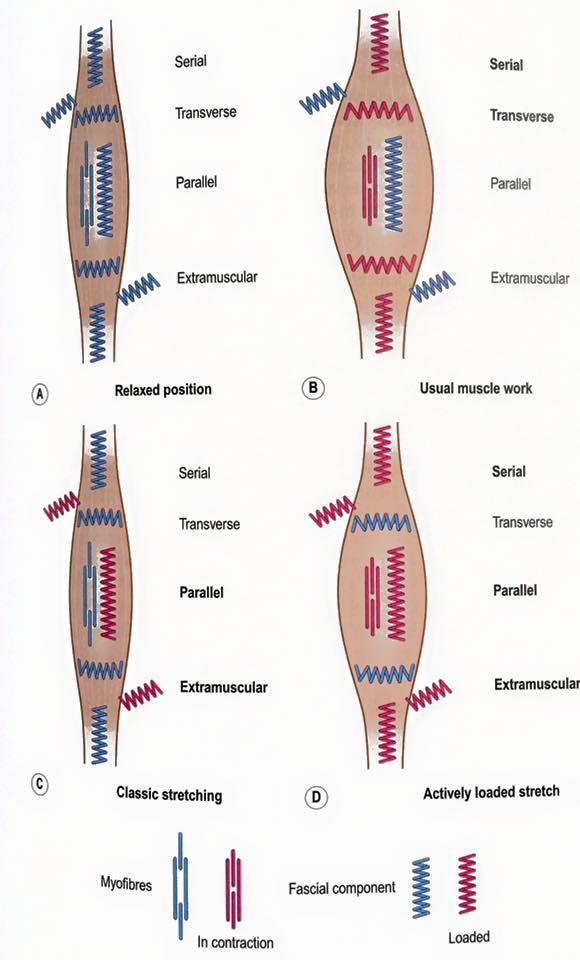 fascie a strečink