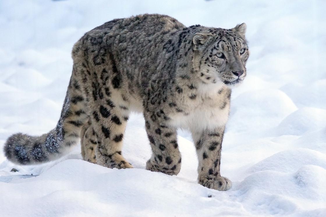 leopard