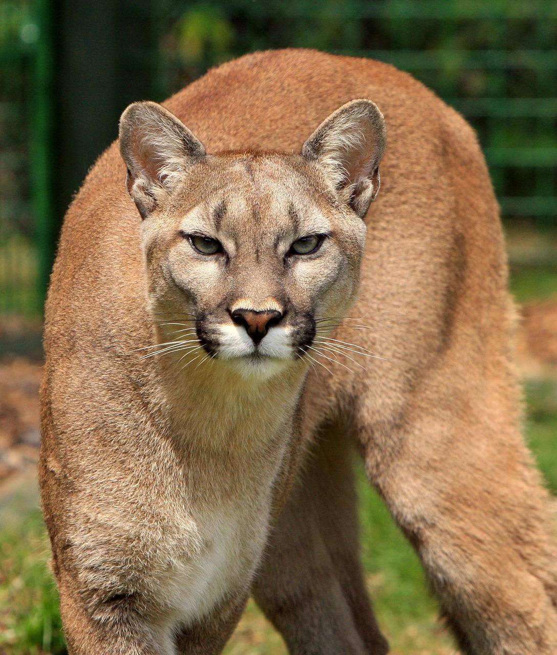elegant-animal