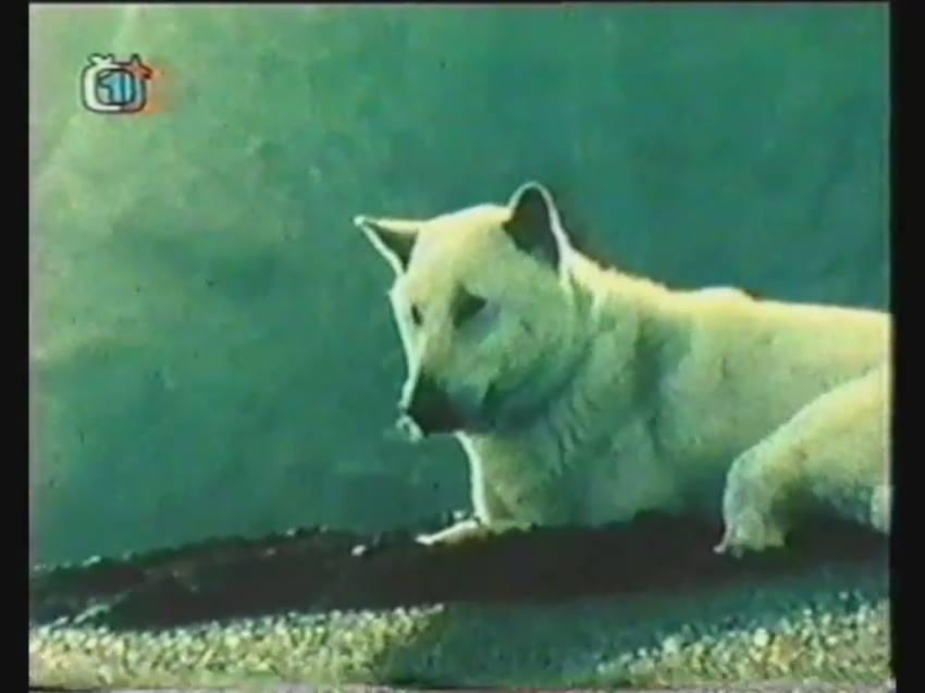 Goro bílý pes